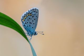 Himalaya Mavisi&nbsp;(Pseudophilotes&nbsp;vicrama)   �brahim Kavu�