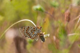 Gzel parhan (Melitaea trivia)   brahim Kavu