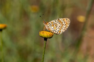 Gzel parhan (Melitaea trivia)   brahim Kavu