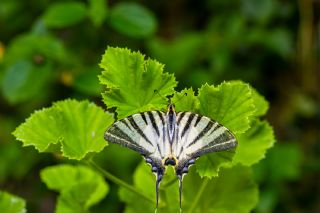 Erik Krlangkuyruk (Iphiclides podalirius)   brahim Kavu
