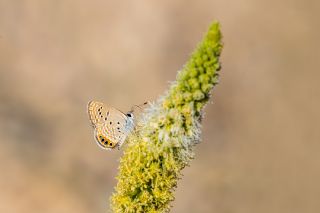 Mcevher Kelebei (Chilades trochylus)   brahim Kavu