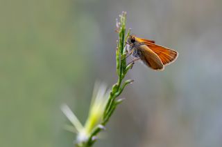 Sar Antenli Zpzp (Thymelicus sylvestris)   brahim Kavu