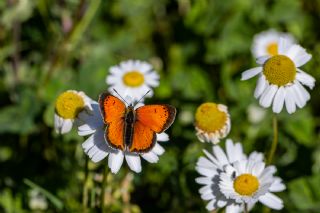 Osmanl� Ate�i&nbsp;(Lycaena&nbsp;ottomanus)   �brahim Kavu�