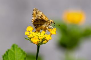 Hatmi Zpzp (Carcharodus alceae)   brahim Kavu