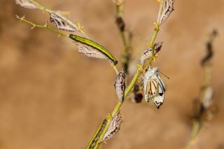 Beyaz nc (Belenois aurota)   brahim Kavu