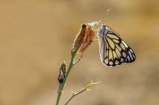 Beyaz nc (Belenois aurota)   brahim Kavu