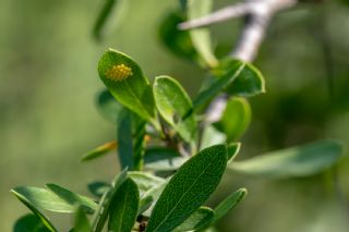 Al Beyaz (Aporia crataegi)   brahim Kavu