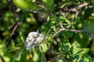 Al Beyaz (Aporia crataegi)   brahim Kavu