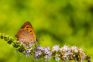 Benekli Bakr Gzeli (Lycaena phlaeas)   brahim Kavu