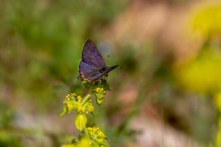 S�leyman��n Kaplan�&nbsp;(Rapala&nbsp;suleymani)   �brahim Kavu�