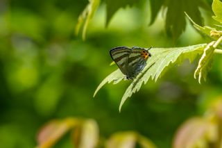 S�leyman��n Kaplan�&nbsp;(Rapala&nbsp;suleymani)   �brahim Kavu�