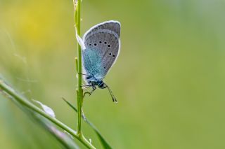 Karag�z Mavisi&nbsp;(Glaucopsyche&nbsp;alexis)   �brahim Kavu�