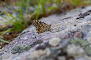 Diken Kelebei (Vanessa cardui)   brahim Kavu