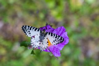 Orman Fistosu&nbsp;(Zerynthia&nbsp;cerisyi)   �brahim Kavu�