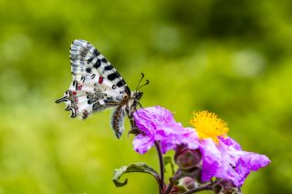 Orman Fistosu&nbsp;(Zerynthia&nbsp;cerisyi)   �brahim Kavu�