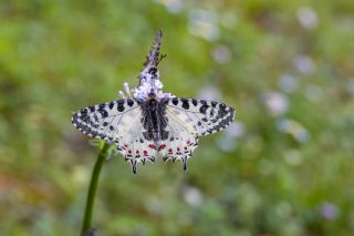 Orman Fistosu (Zerynthia cerisyi)   brahim Kavu