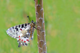 Orman Fistosu (Zerynthia cerisyi)   brahim Kavu