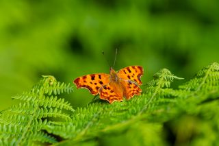 Yrtk Prtk (Polygonia c-album)   brahim Kavu