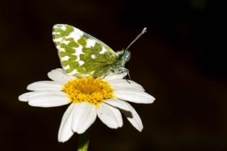 Yeni Beneklimelek&nbsp;(Pontia&nbsp;edusa)   �rfan Demirel