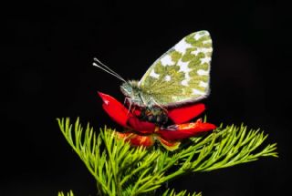 Yeni Beneklimelek&nbsp;(Pontia&nbsp;edusa)   �rfan Demirel