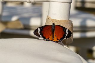 Sultan (Danaus chrysippus)   rfan Demirel