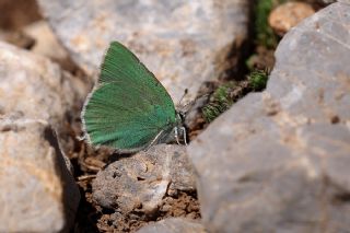Anadolu Zmrt (Callophrys paulae)   Ertugrul Korkutmaz