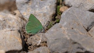 Anadolu Zmrt (Callophrys paulae)   Ertugrul Korkutmaz