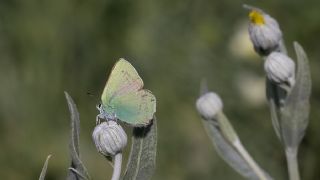 Nahvan Zmrt (Callophrys danchenkoi)   Ertugrul Korkutmaz