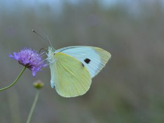 Byk Beyazmelek  (Pieris brassicae)   ener Ton