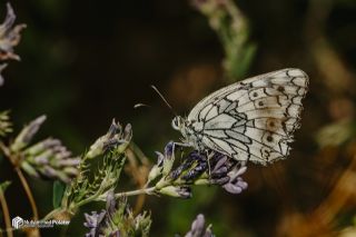 Uygur Melikesi&nbsp;(Melanargia&nbsp;russiae)   Muhammed Polater