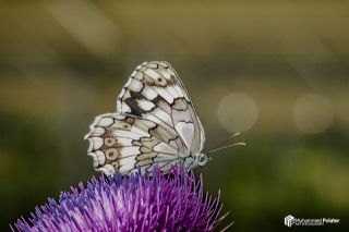 Azeri Melikesi&nbsp;(Melanargia&nbsp;hylata)   Muhammed Polater