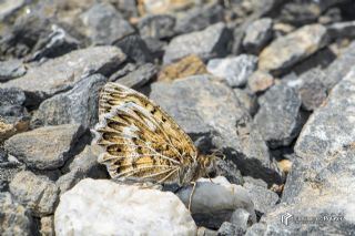 Geyer'in Yalanccads (Pseudochazara geyeri)   Muhammed Polater