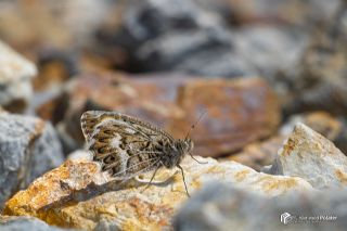 Geyer'in Yalanccads (Pseudochazara geyeri)   Muhammed Polater