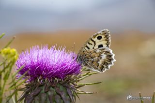 Geyer'in Yalanccads (Pseudochazara geyeri)   Muhammed Polater
