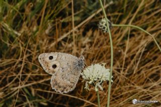 Da� Yalanc�cad�s�&nbsp;(Pseudochazara&nbsp;beroe)   Muhammed Polater