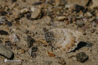 Da� Yalanc�cad�s�&nbsp;(Pseudochazara&nbsp;beroe)   Muhammed Polater