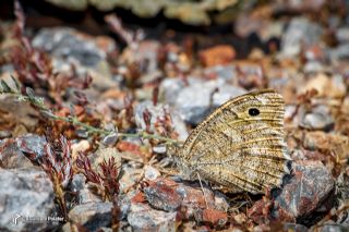 Osmanl� Yalanc�cad�s�&nbsp;(Pseudochazara&nbsp;mamurra)   Muhammed Polater
