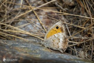 K���k Esmerperi&nbsp;(Hyponephele&nbsp;lycaon)   Muhammed Polater