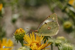 Sar� Azamet&nbsp;(Colias&nbsp;croceus)   Muhammed Polater