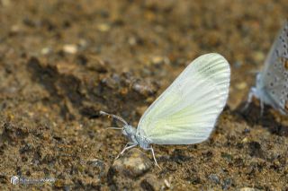 Narin Orman Beyaz�&nbsp;(Leptidea&nbsp;sinapis)   Muhammed Polater
