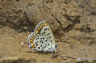 Frat Bakr Gzeli (Margelycaena euphratica )   Muhammed Polater