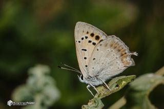 Da Atei (Lycaena thetis)   Muhammed Polater