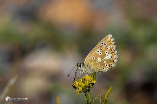 �okg�zl� Anadolu Mavisi&nbsp;(Aricia&nbsp;crassipunctus)   Muhammed Polater
