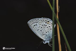 �okg�zl� G�m�� Mavi&nbsp;(Albulina&nbsp;loewii)   Muhammed Polater