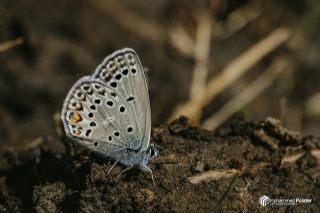 �okg�zl� G�m�� Mavi&nbsp;(Albulina&nbsp;loewii)   Muhammed Polater