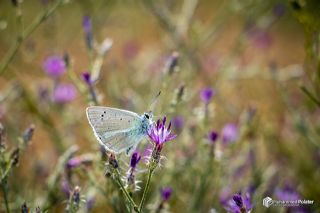 �okg�zl� A�r� Mavisi&nbsp;(Polyommatus&nbsp;vanensis)   Muhammed Polater