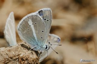 �okg�zl� A�r� Mavisi&nbsp;(Polyommatus&nbsp;vanensis)   Muhammed Polater