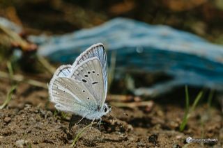 �okg�zl� A�r� Mavisi&nbsp;(Polyommatus&nbsp;vanensis)   Muhammed Polater