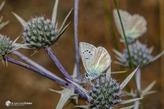 �okg�zl� A�r� Mavisi&nbsp;(Polyommatus&nbsp;vanensis)   Muhammed Polater