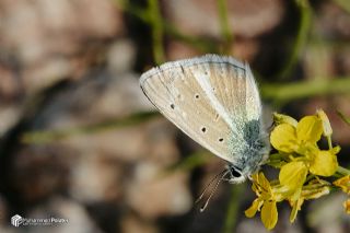 �okg�zl� A�r� Mavisi&nbsp;(Polyommatus&nbsp;vanensis)   Muhammed Polater